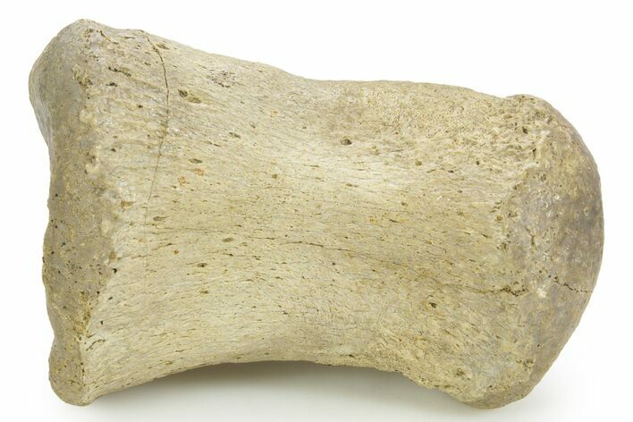 Fossil Hadrosaur (Edmontosaurus) Phalanx (Toe) Bone - Montana #378404